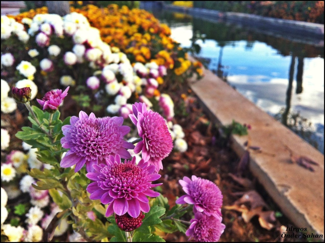 Хризантема корейская Бархан