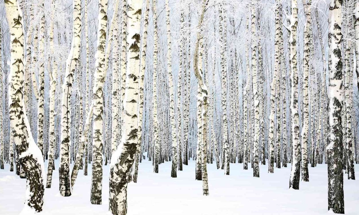 Березовый лес