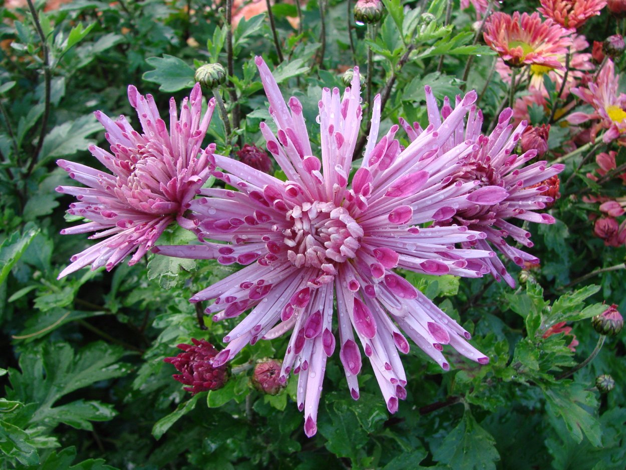 Хризантема корейская Салмон