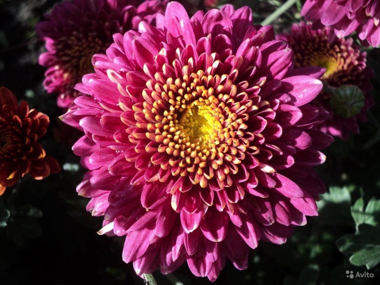 Хризантема плутония