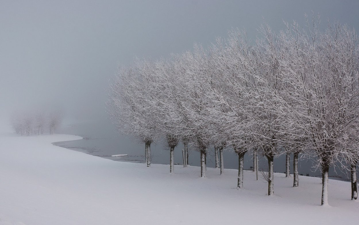 Иней на деревьях в саду