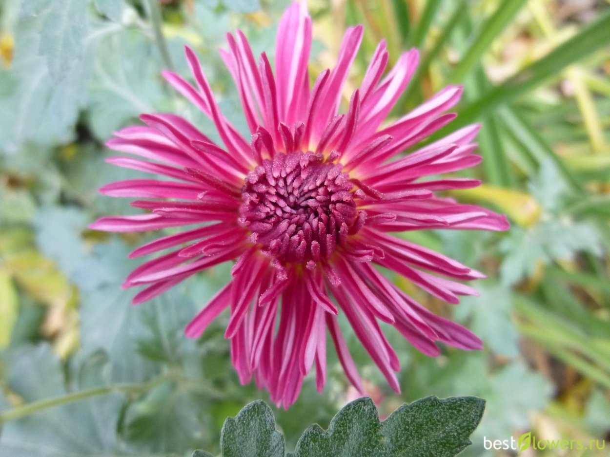 Хризантема корейская серебряная Ладья