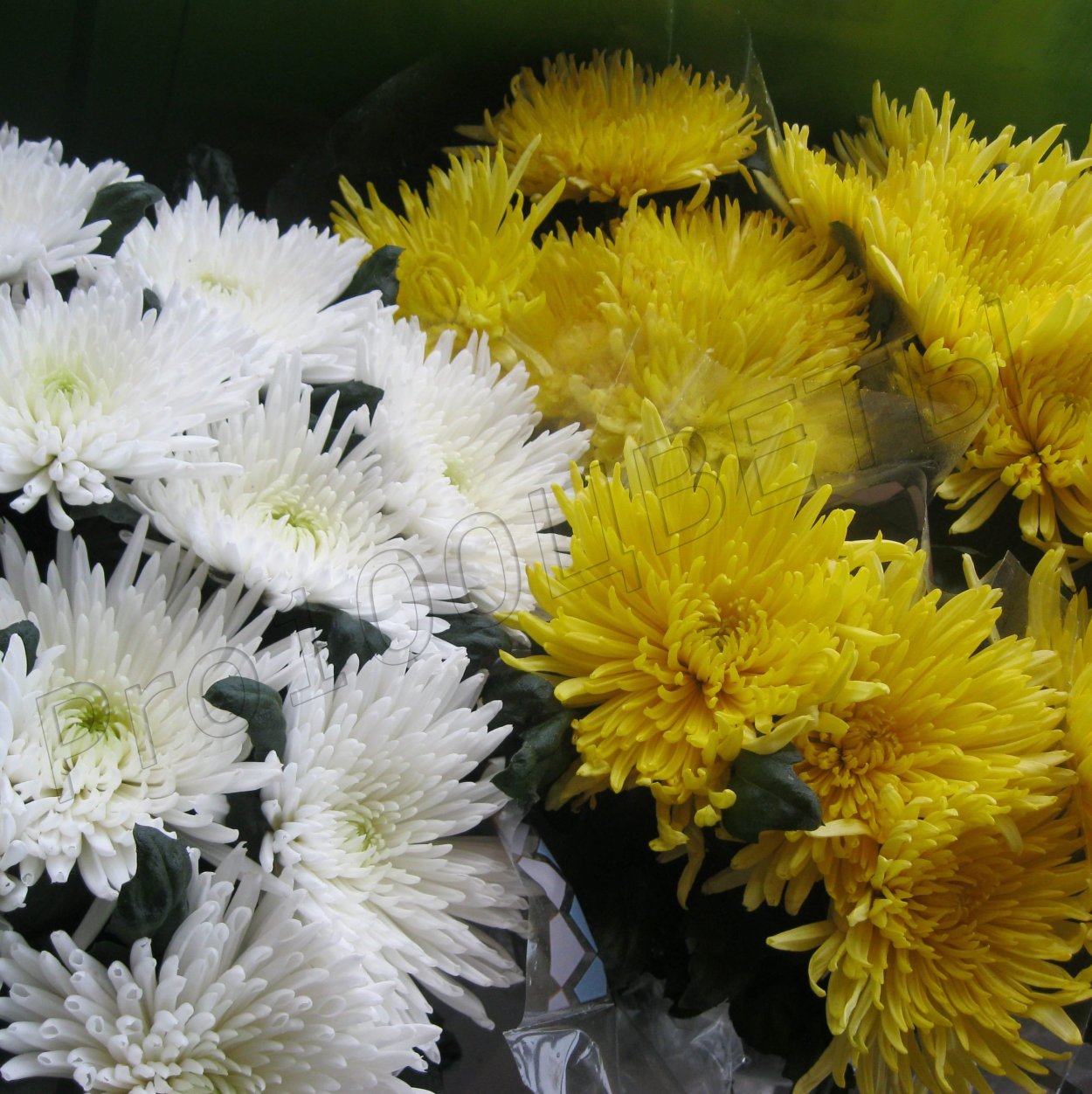 Хризантема серебряная Ладья