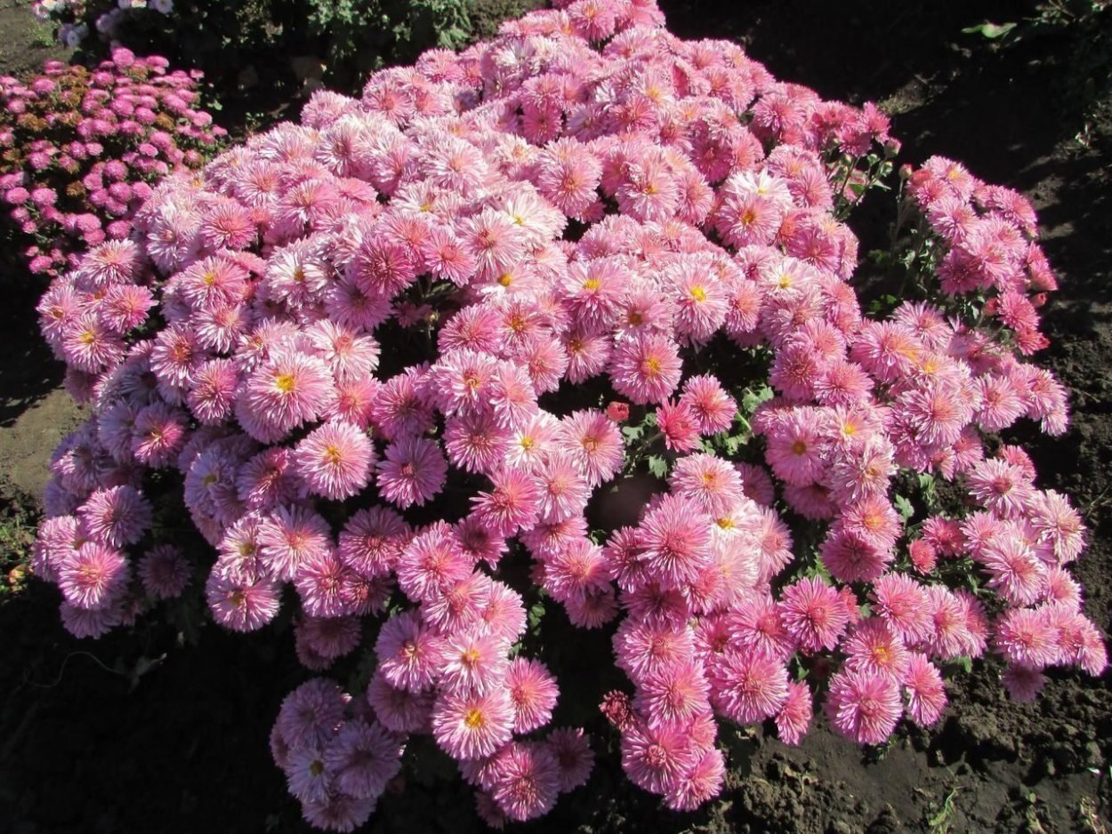 Хризантема корейская Аврора