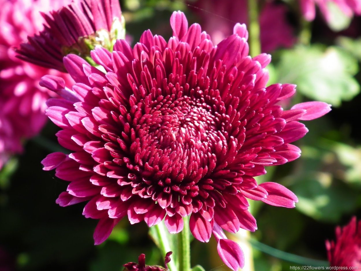 Хризантема Венди ред