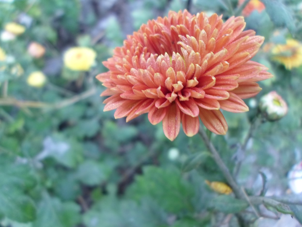 Хризантема корейская Шеннон