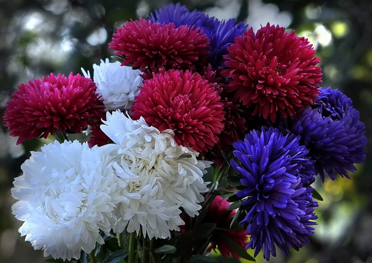 Хризантема корейская Линда