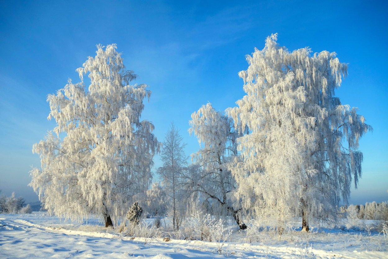 Морозный день