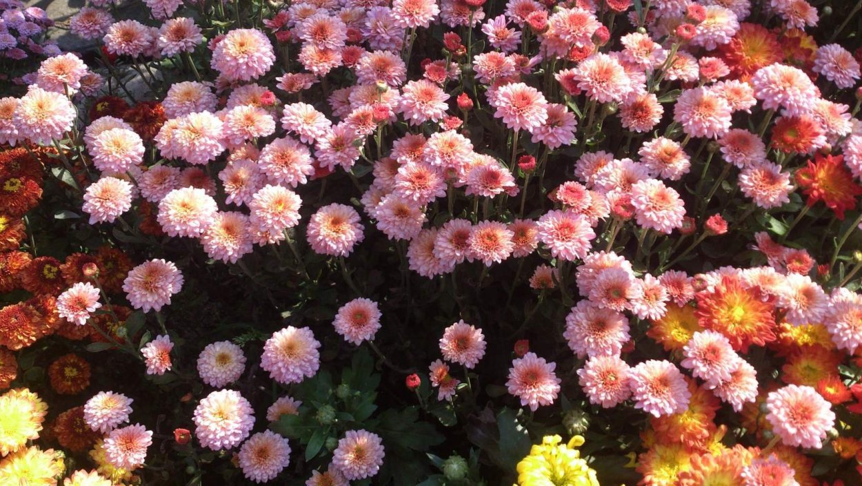 Хризантема Венди ред