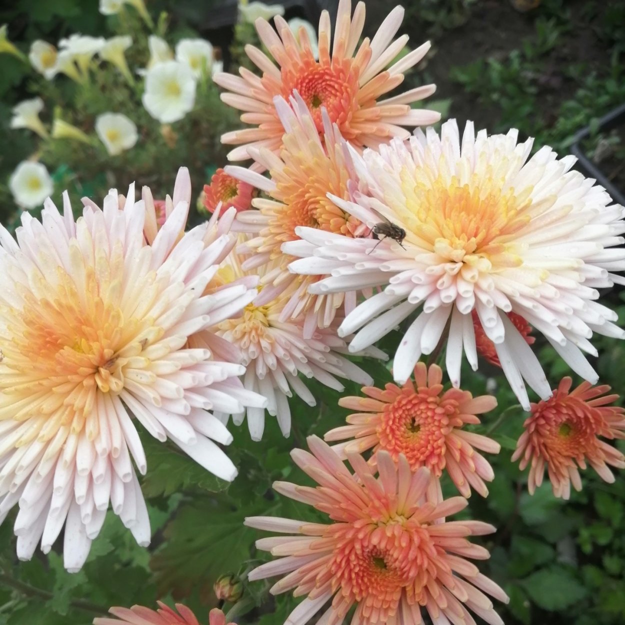 Хризантема корейская Памела бронз