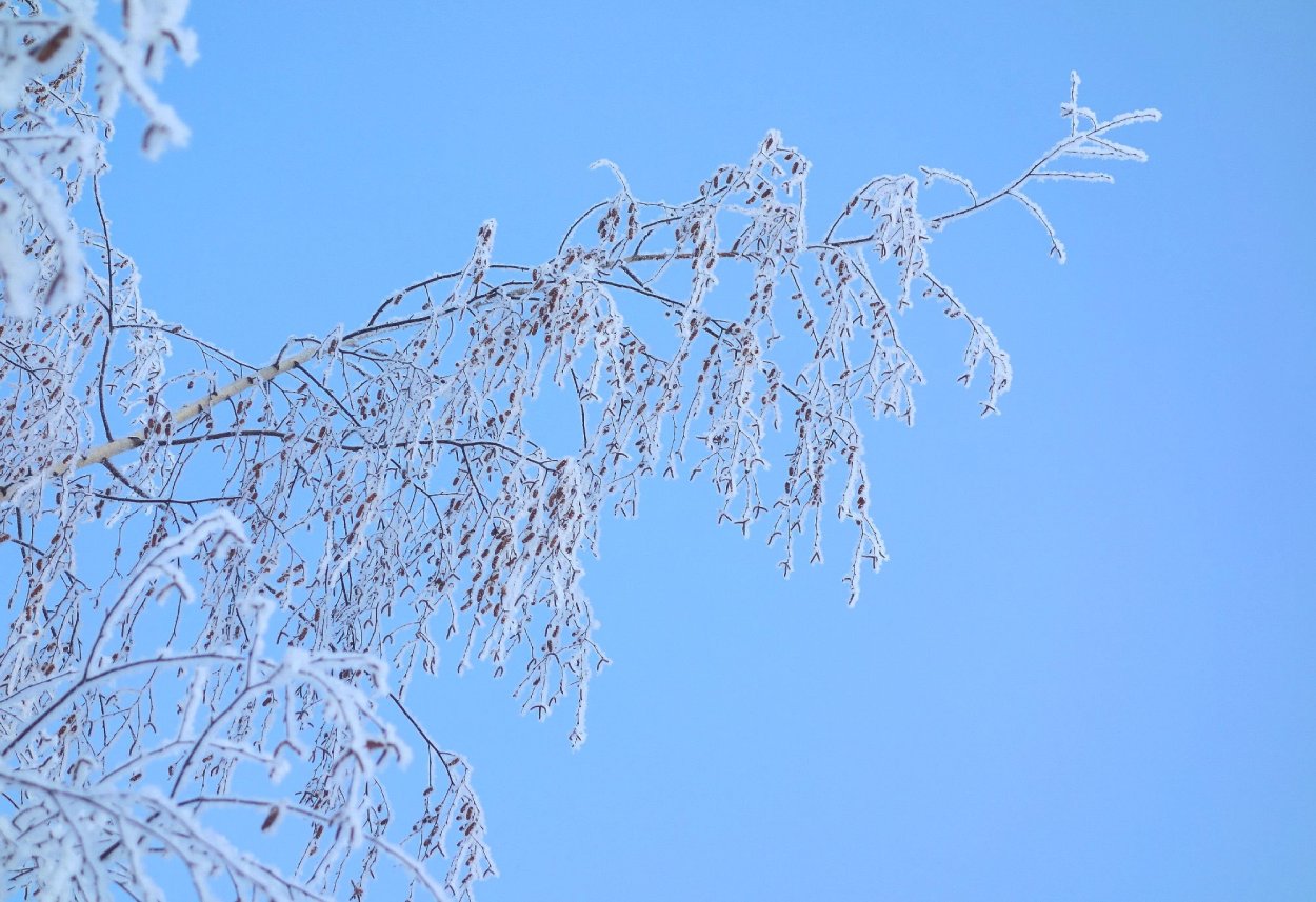 Зимняя ветка березы