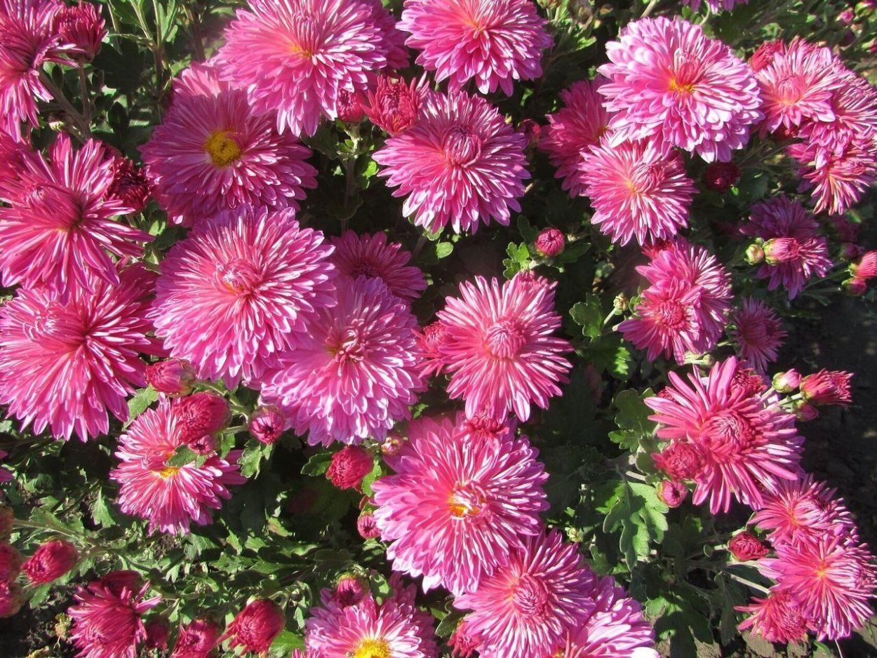 Хризантема корейская Амбрия