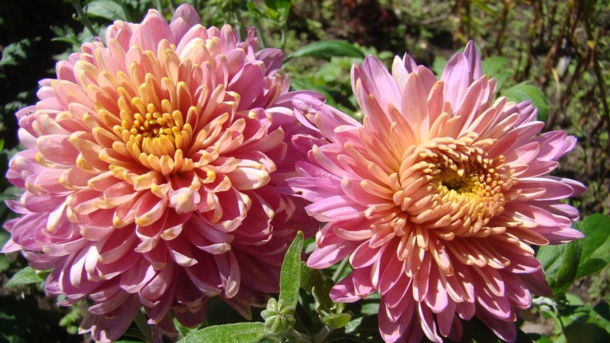 Хризантема Ладья