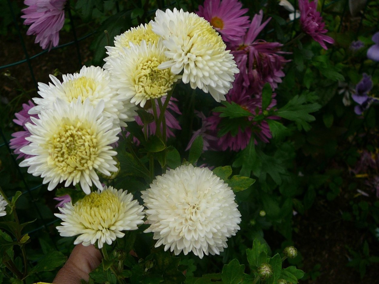 Хризантема корейская Мираж