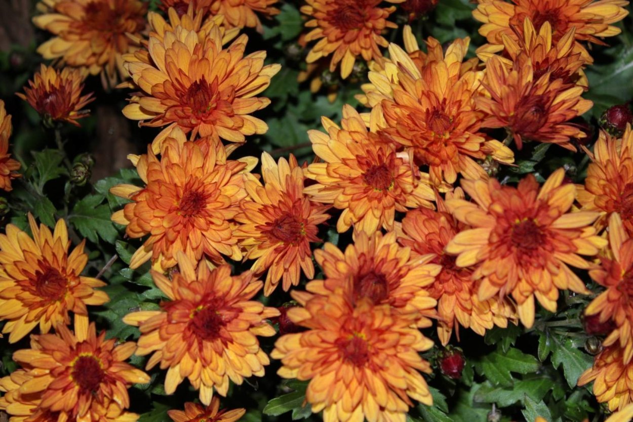 Хризантема индийская Фуджи бронз