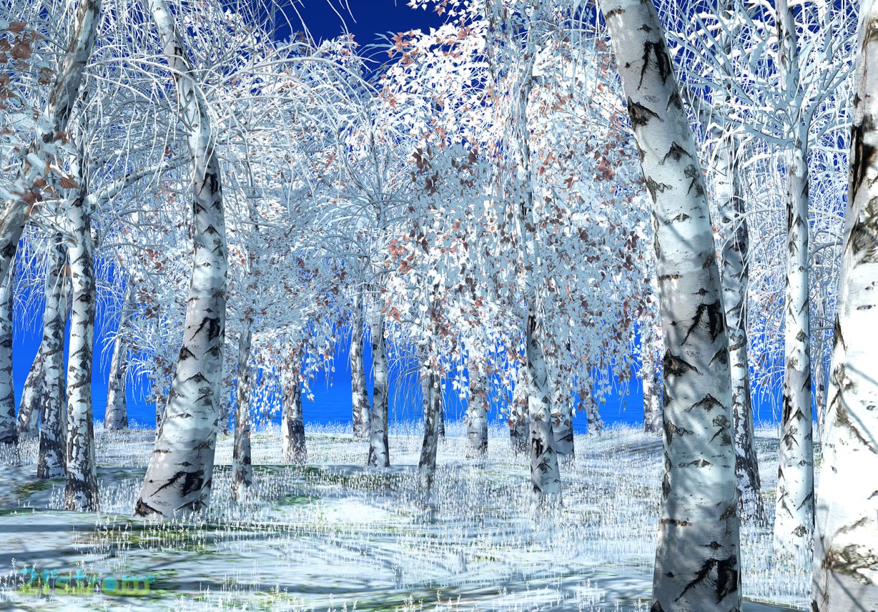 Пейзаж зимнего леса с березами и метелью