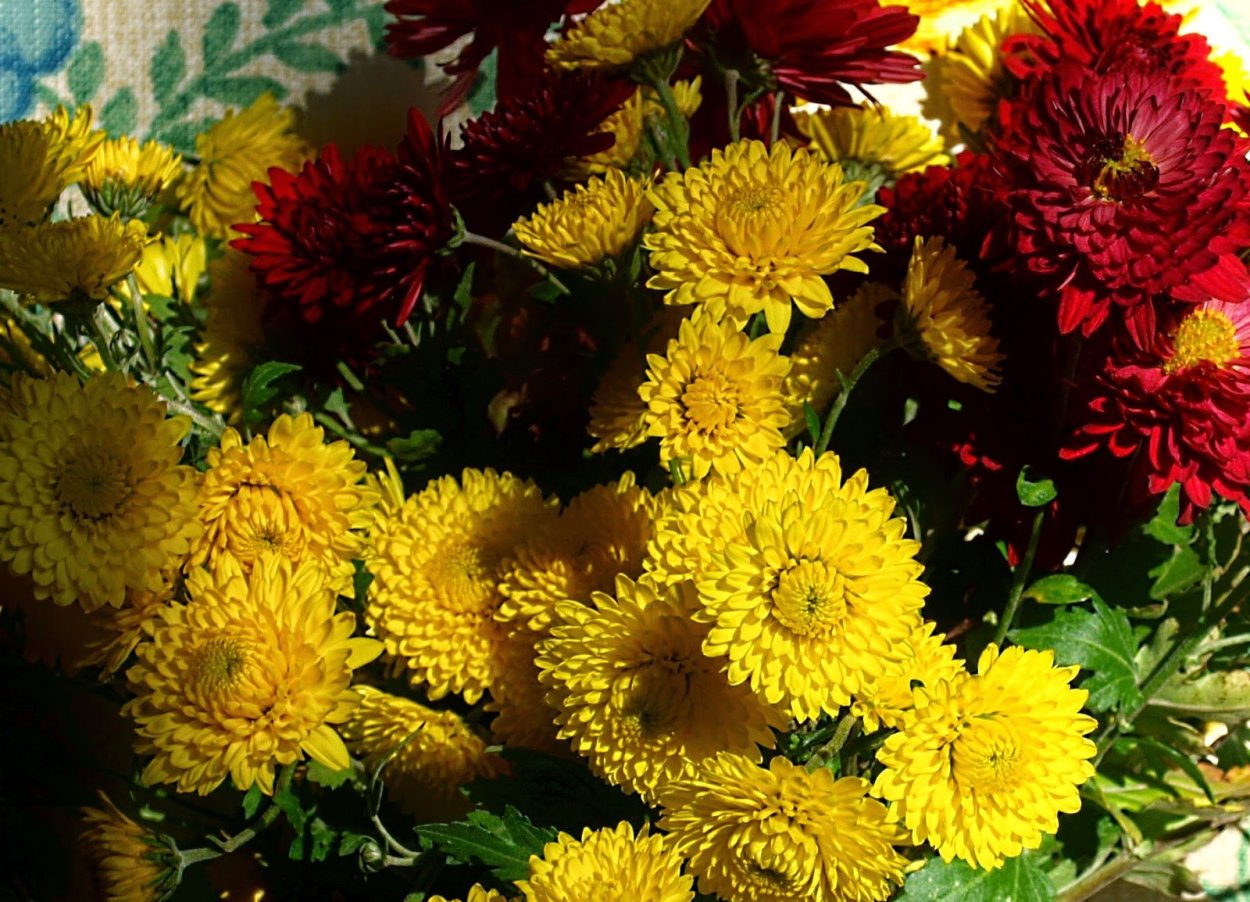 Хризантема корейская Шеннон