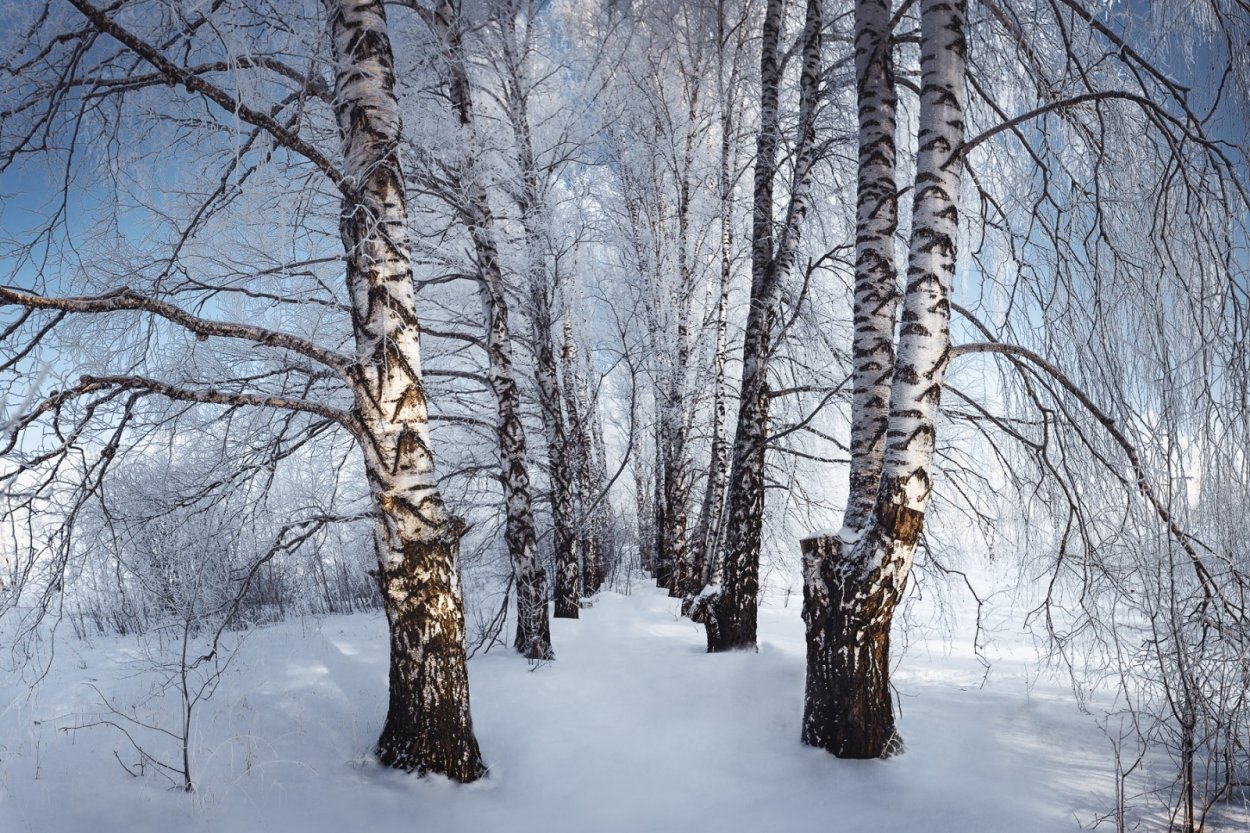 Береза зима