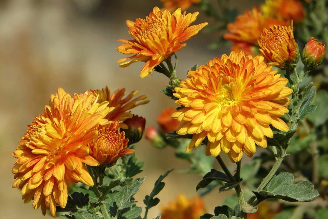 Астра Хризантема георгин