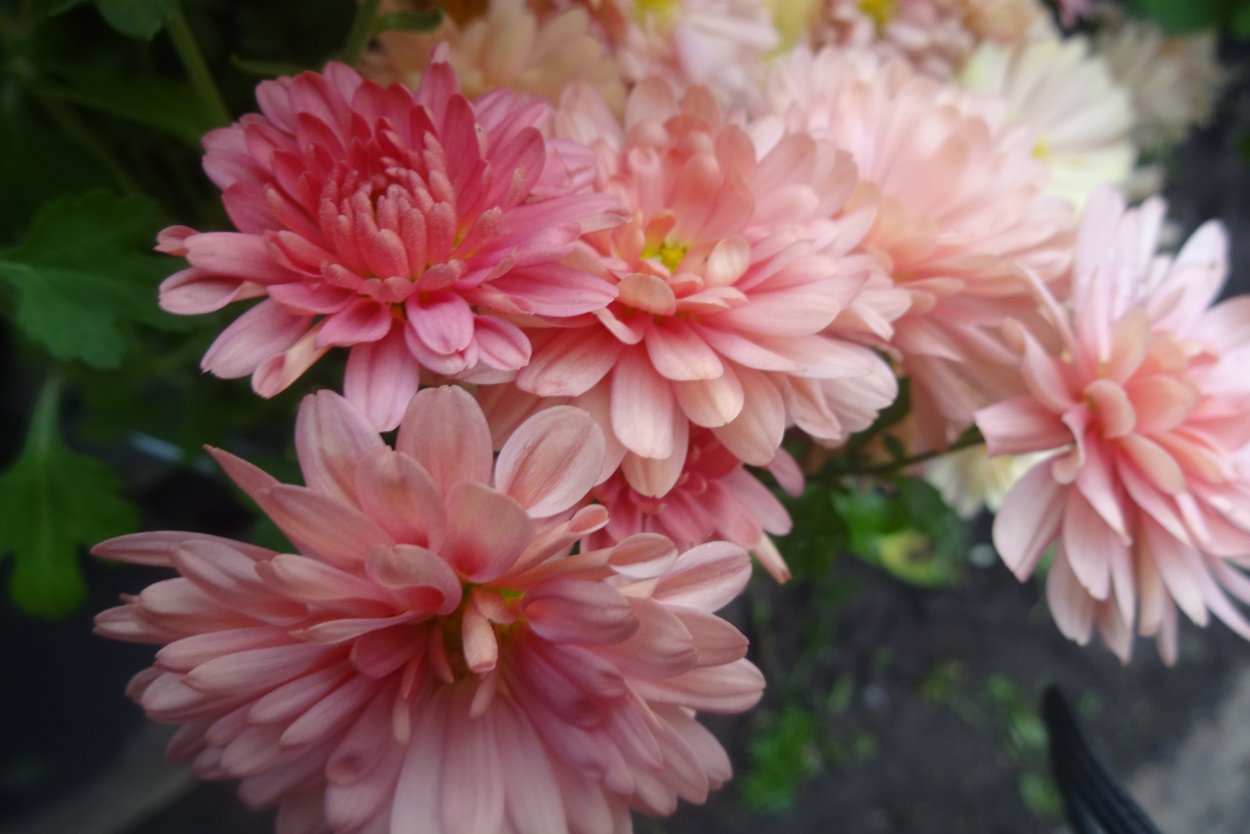 Хризантема Ягуар перпл