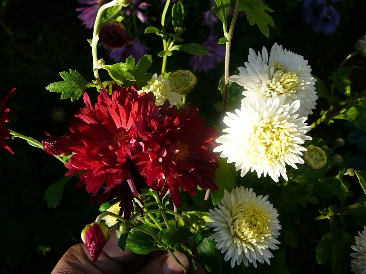 Хризантема брызги шампанского