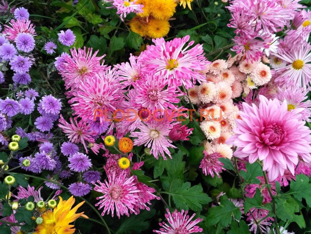 Хризантема корейская Славяночка