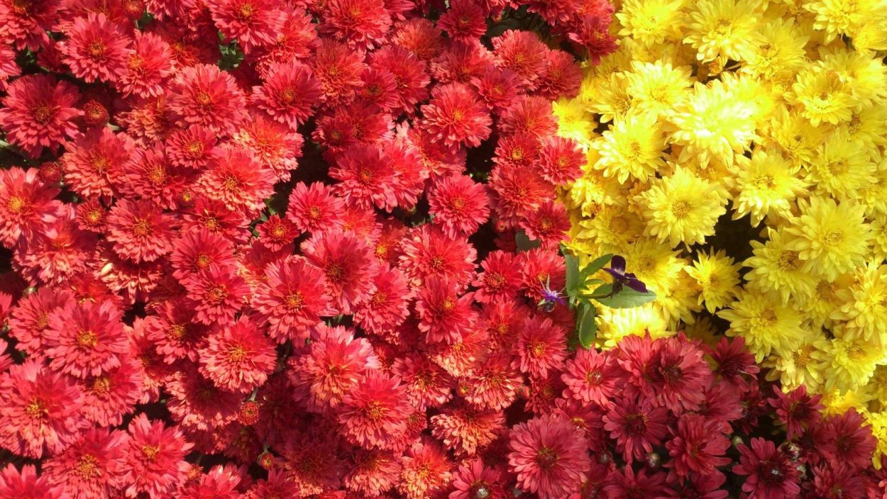 Хризантема корейская (Chrysanthemum koreanum