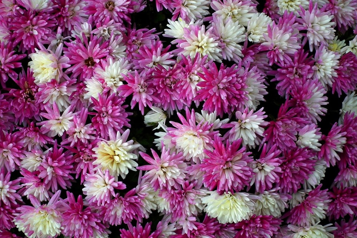 Хризантема Спайдер Пинк