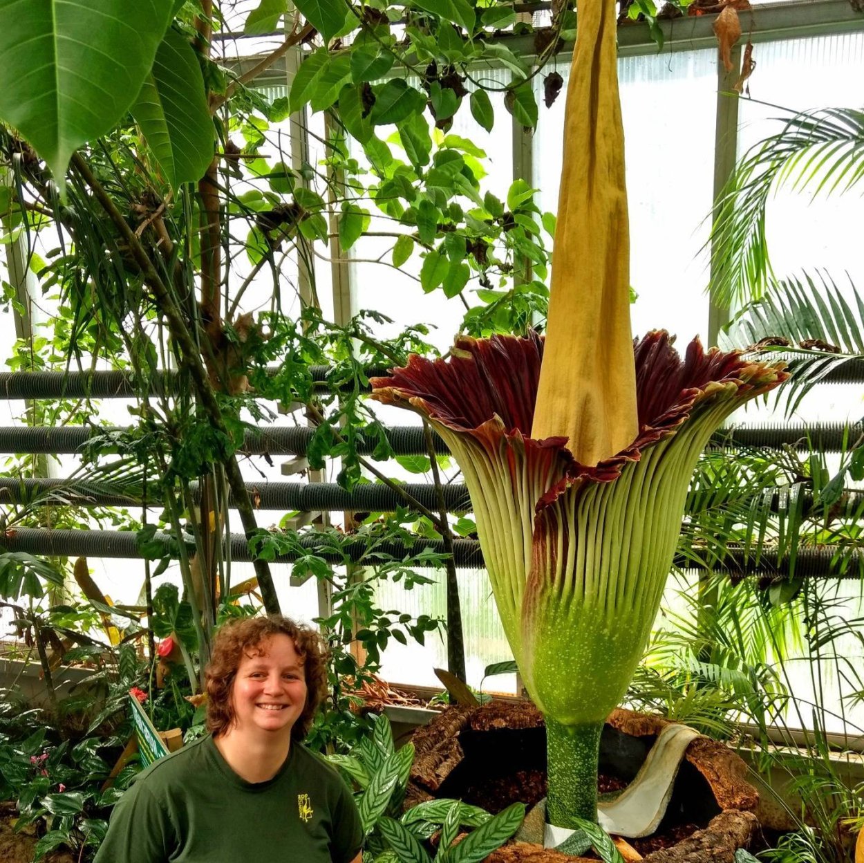 Салак дерево