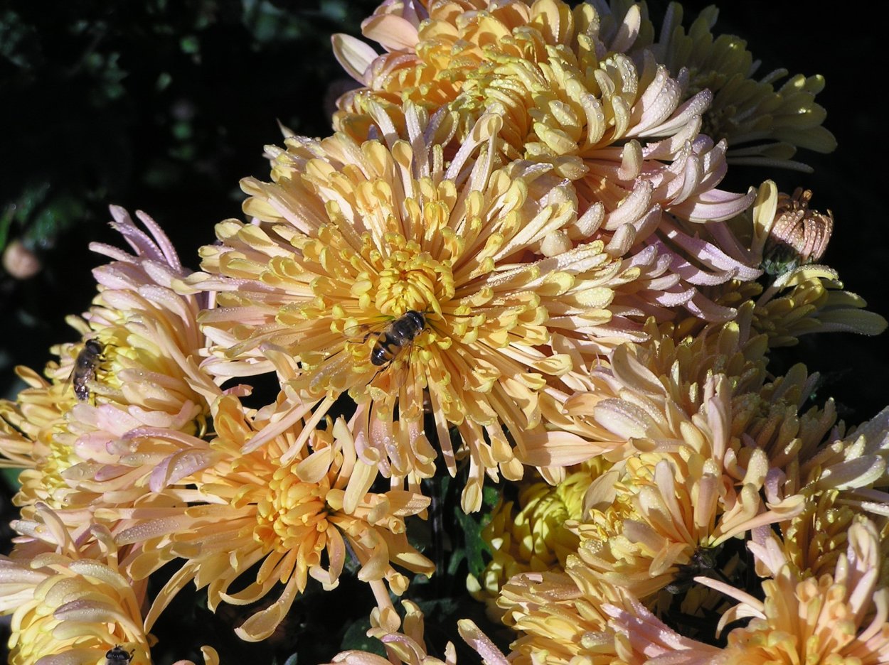 Хризантема корейская Сударушка