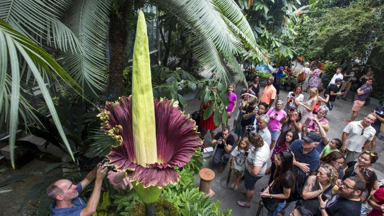 Кариота Митис