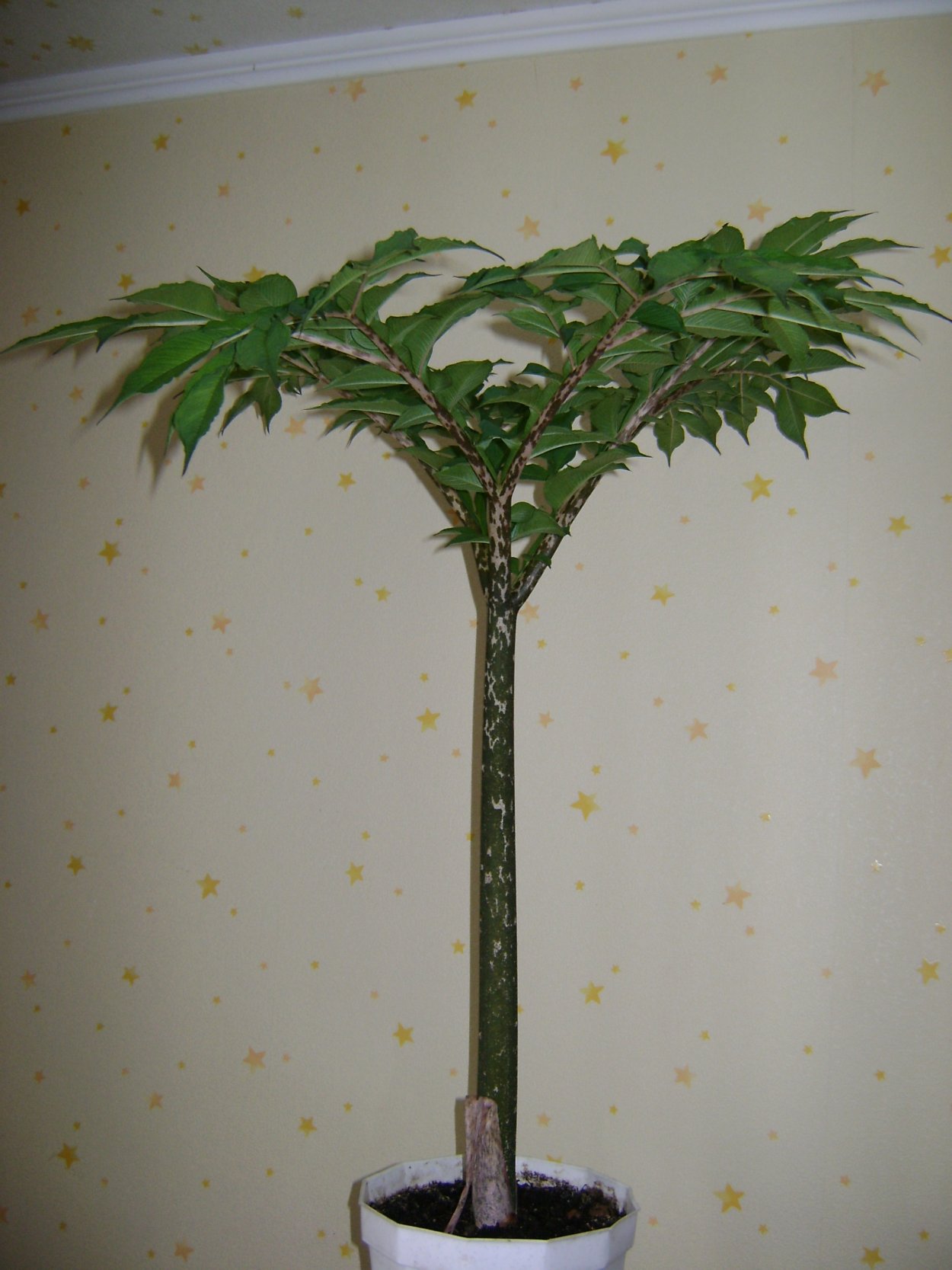 Пальма Змеиное дерево