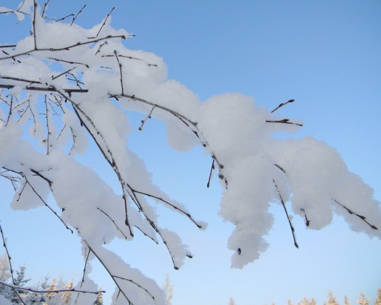 Пушистый снег на деревьях