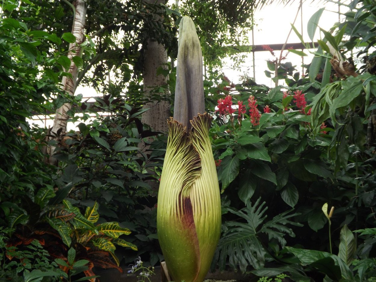 Аморфофаллус титанический Ботанический сад