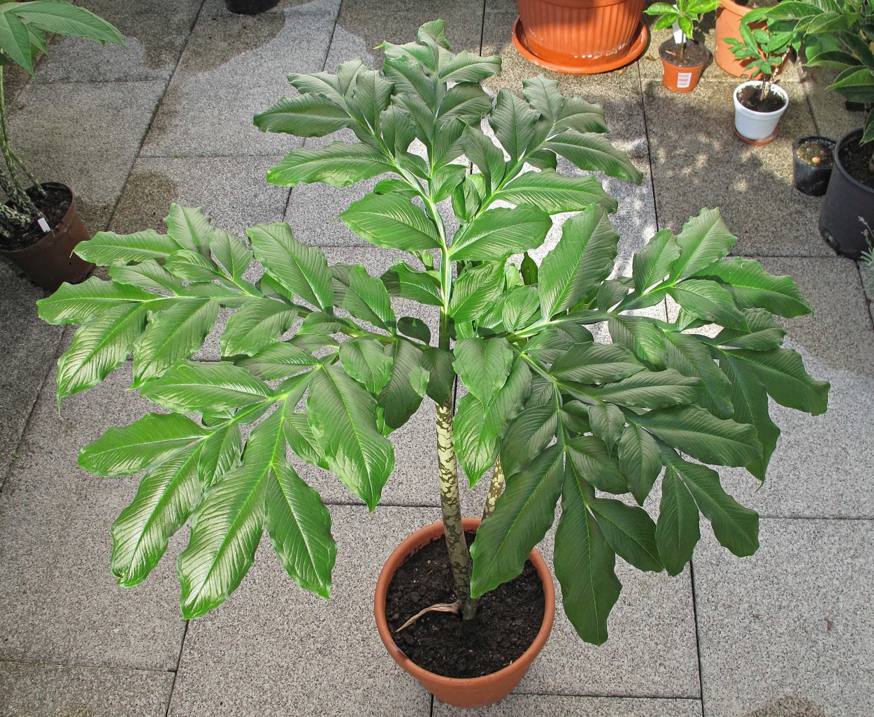 Аморфофаллус Пальма Росток