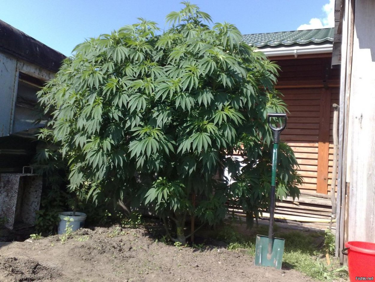 Густые пальмы