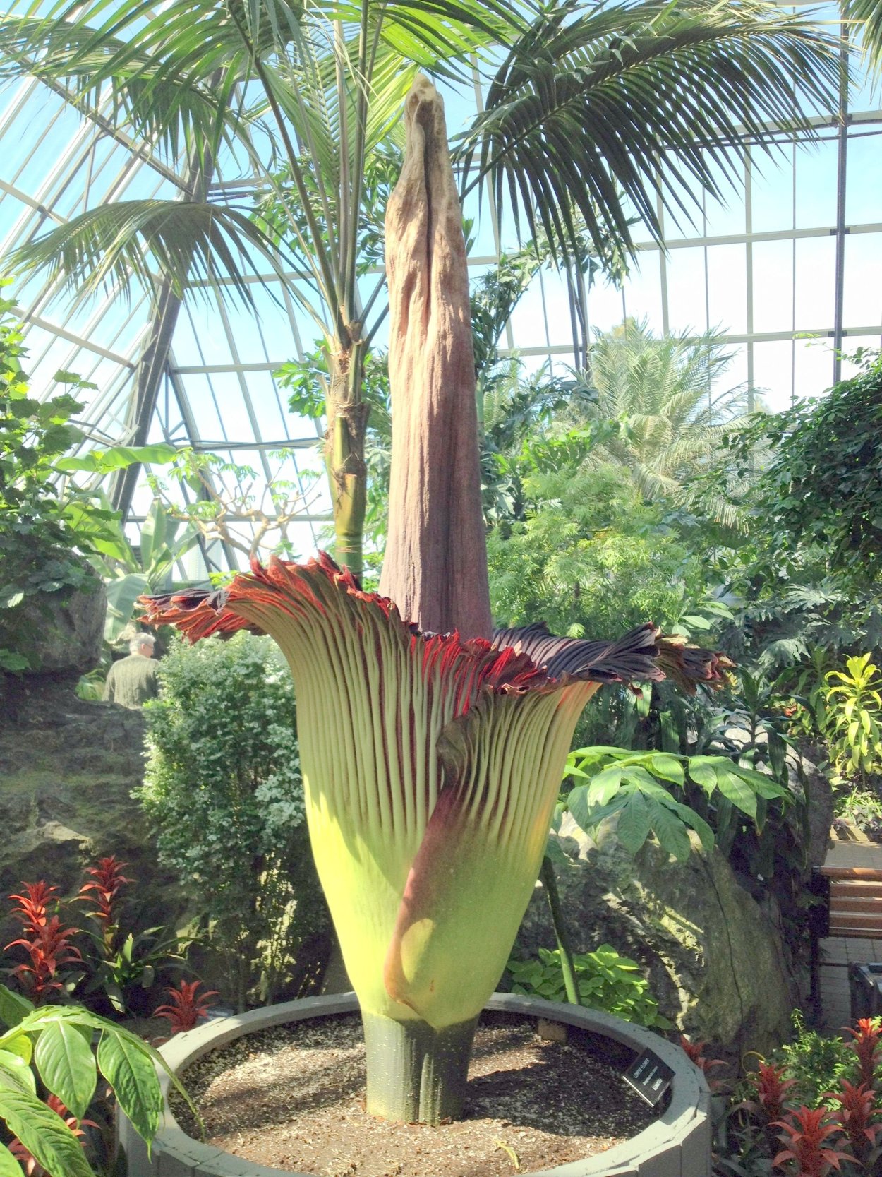 Салак змеиный фрукт растение