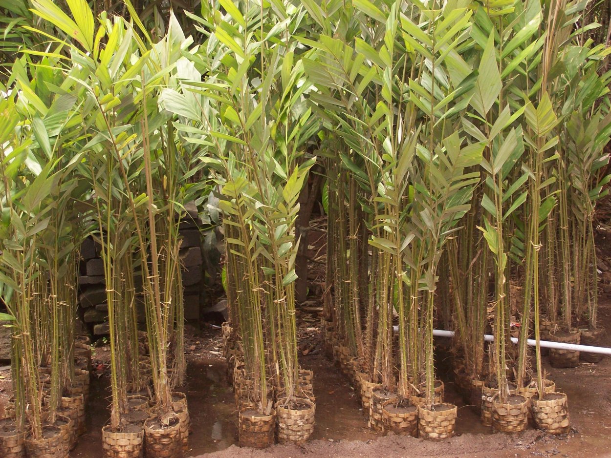 Ножи рукояткой Змеиное дерево