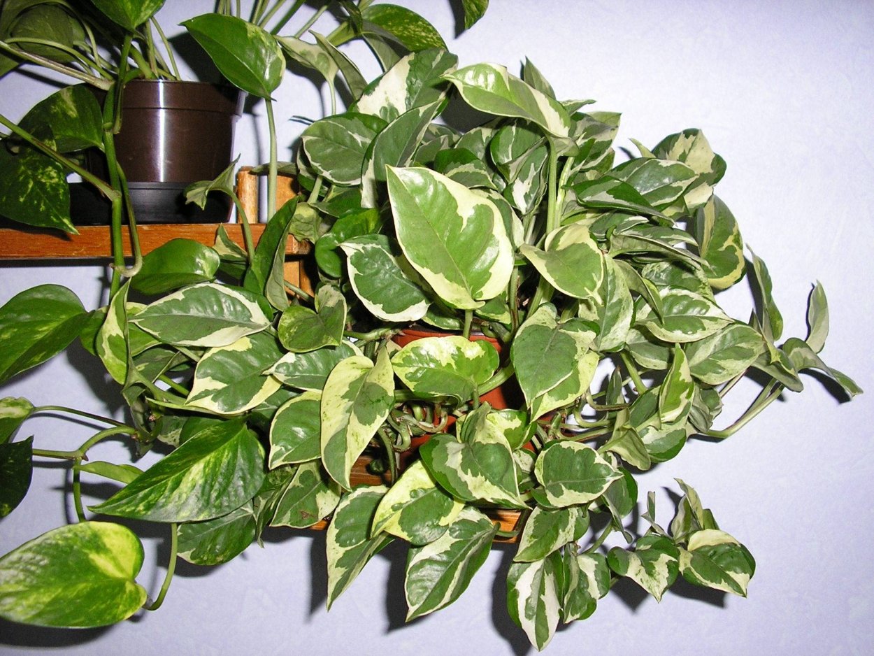 Плющ мужегон