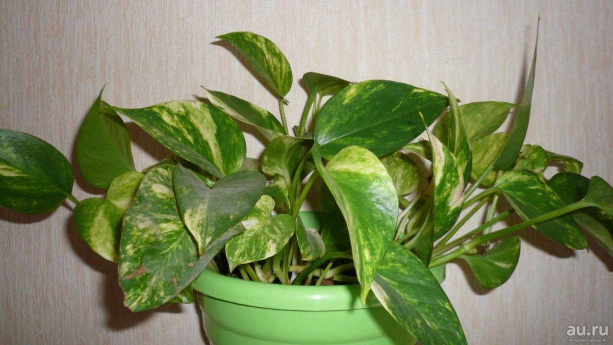 Лиана Эпипремнум