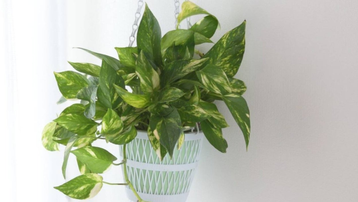 Лиана Эпипремнум