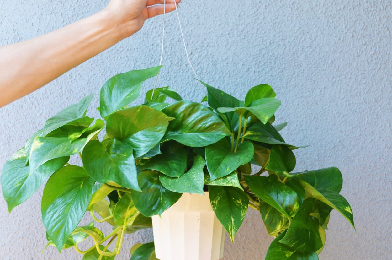 Эпипремнум пиннатум Альба