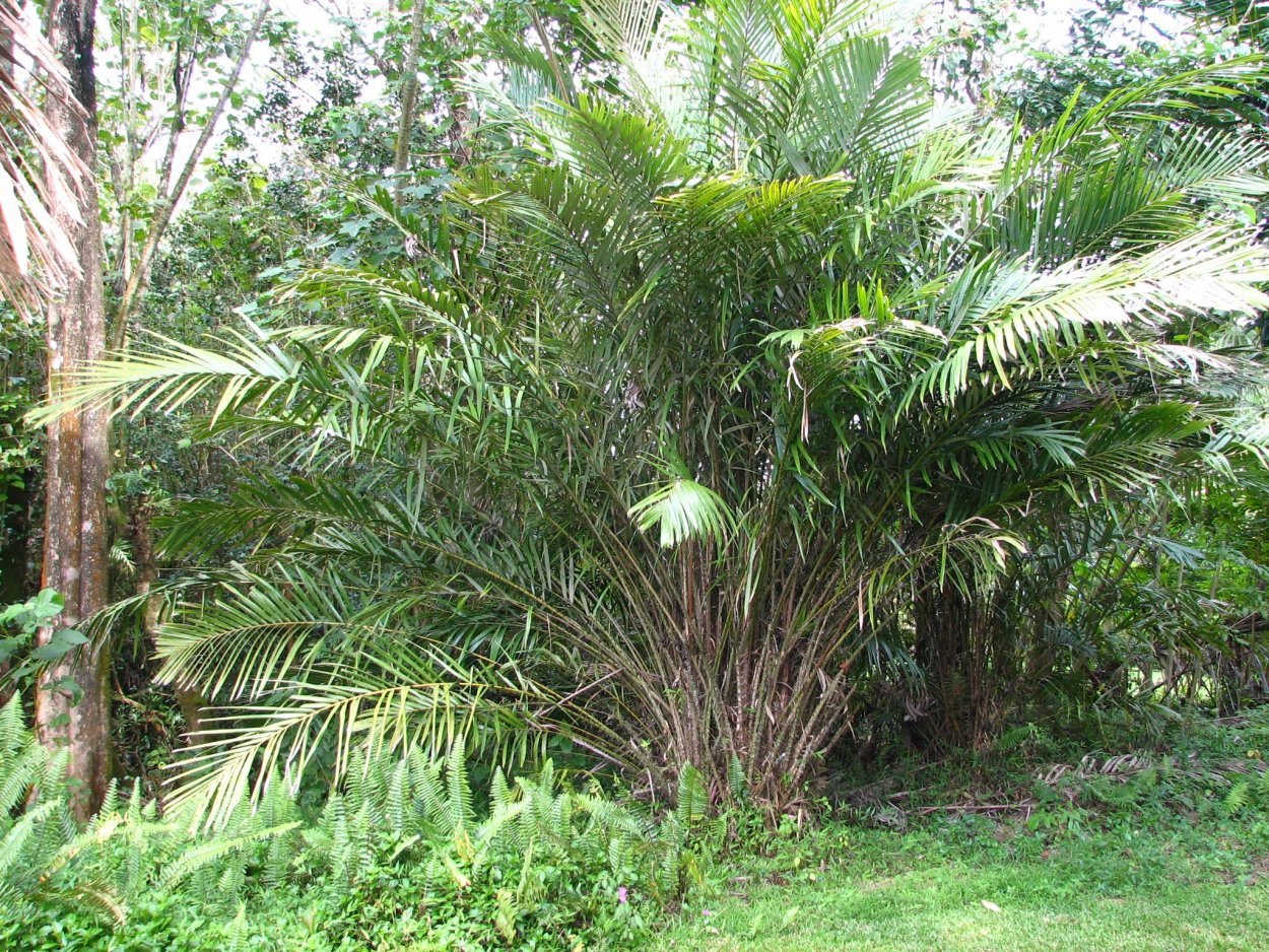 Аморфофаллус титанический