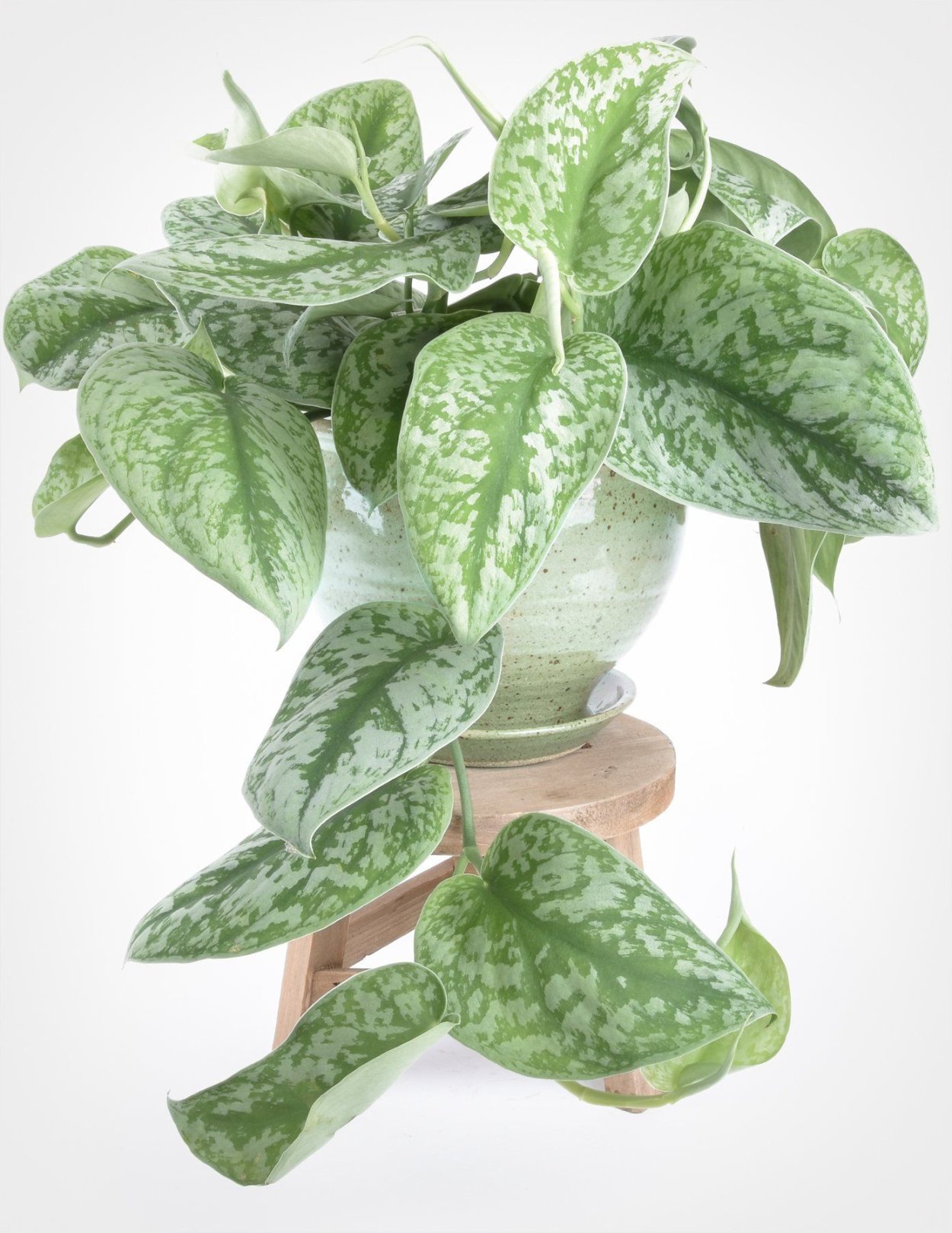 Лиана мужегон