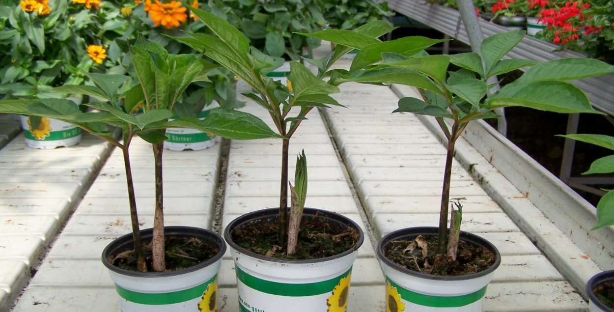 Пальма Геншин