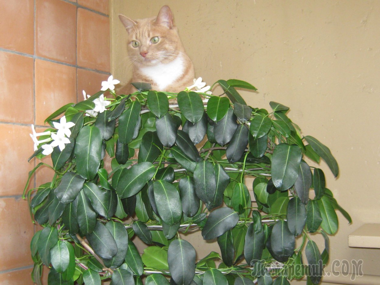 Гибискус мужегон