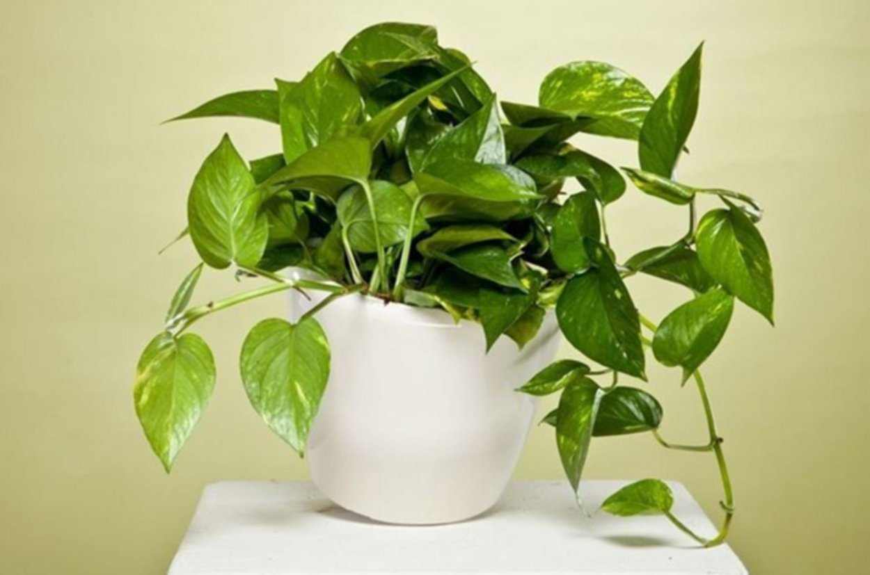 Эпипремнум перистый Голден Потос