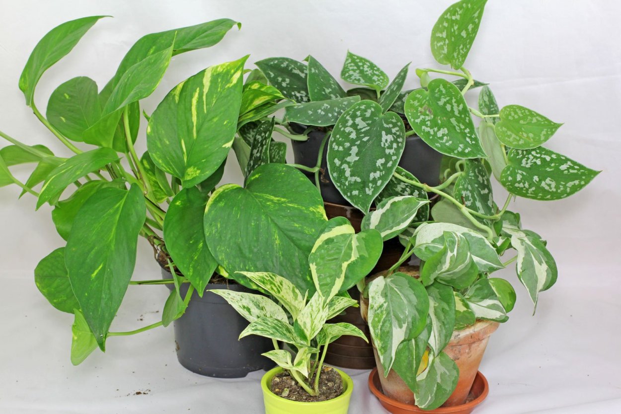 Сциндапсус Эпипремнум