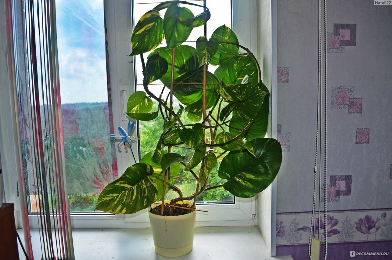 Монстера мужегон