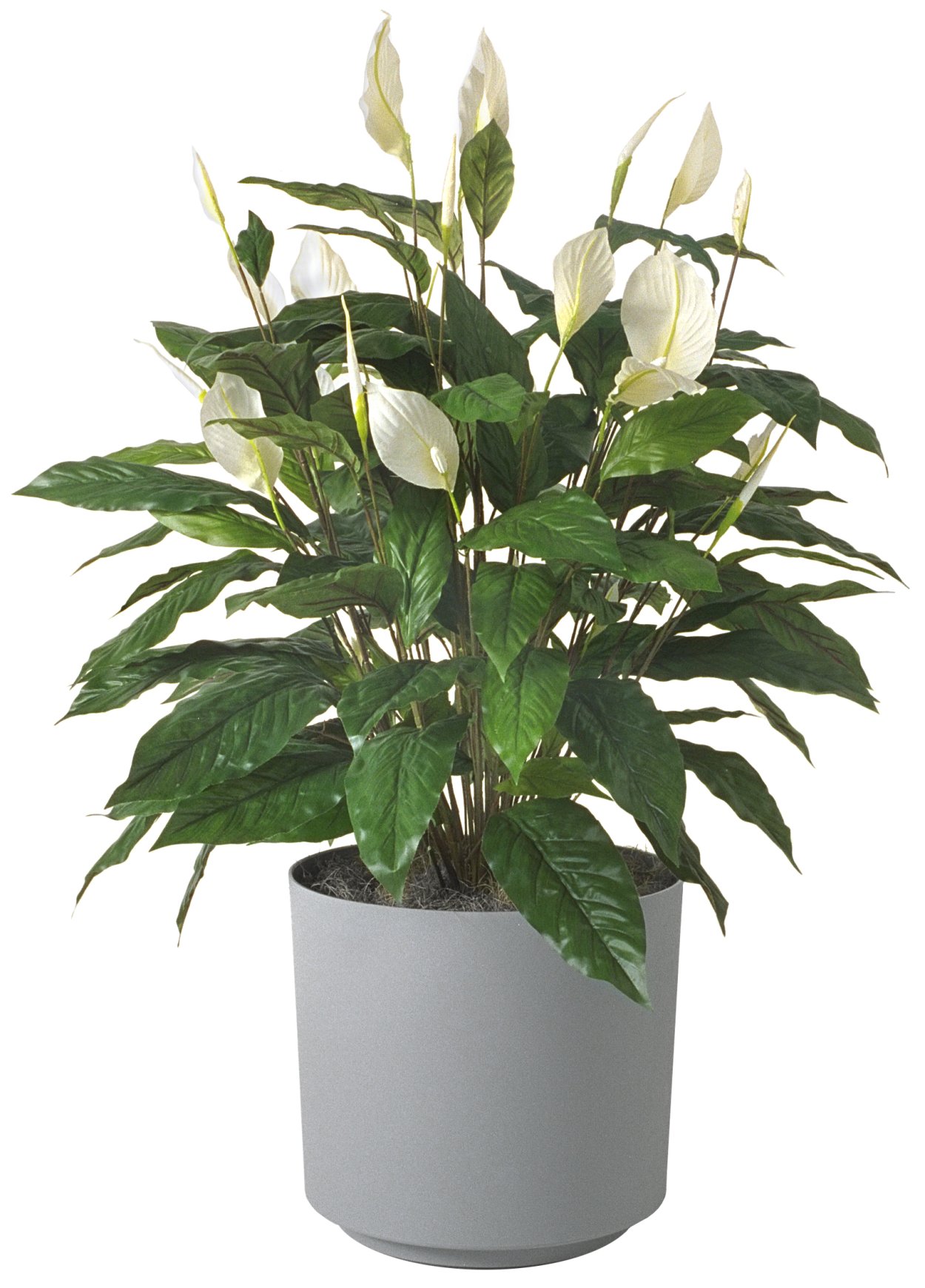 Фикус мужегон